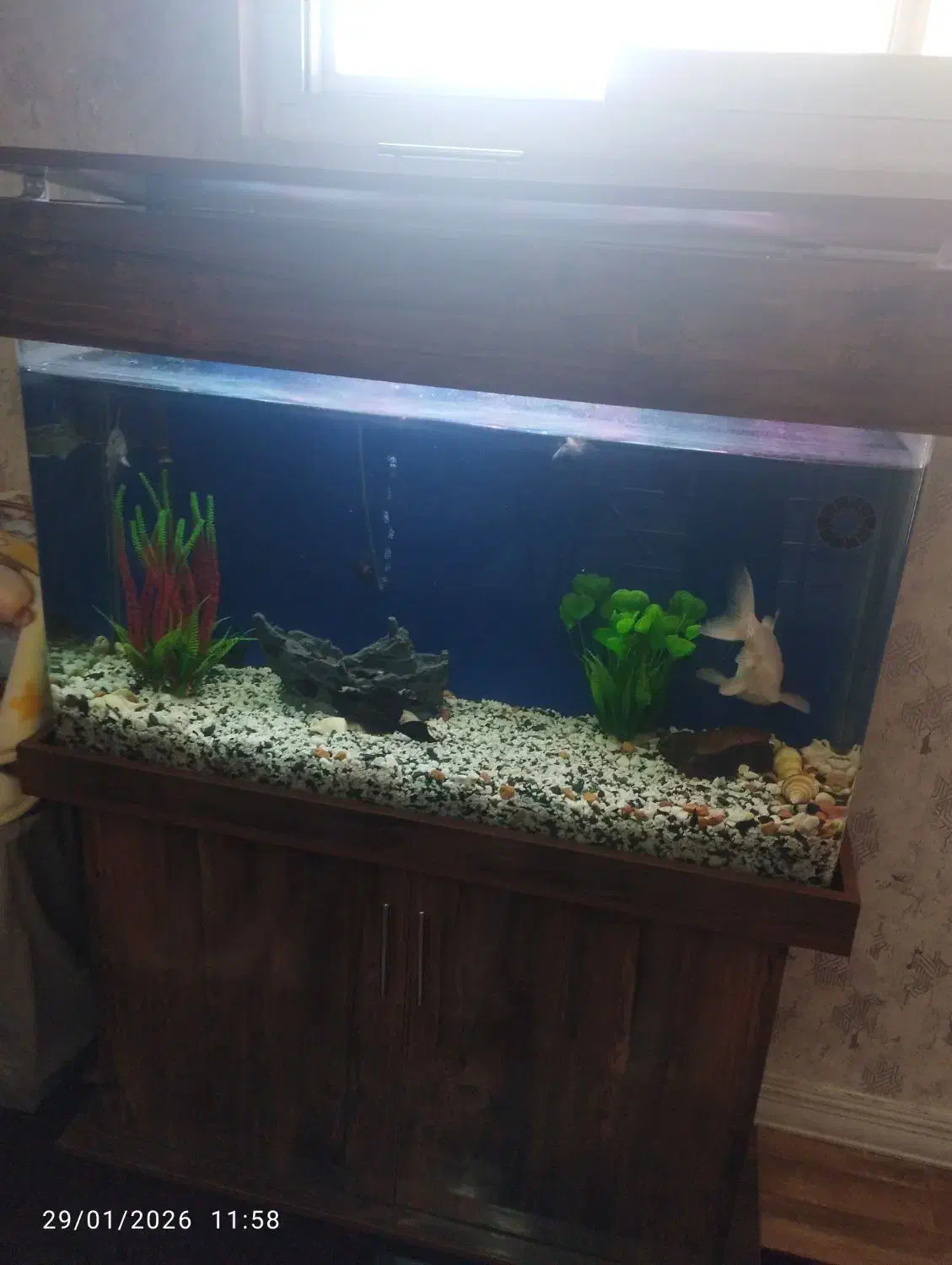 آکواریوم|ماهی|ری, امین آباد|دیوار