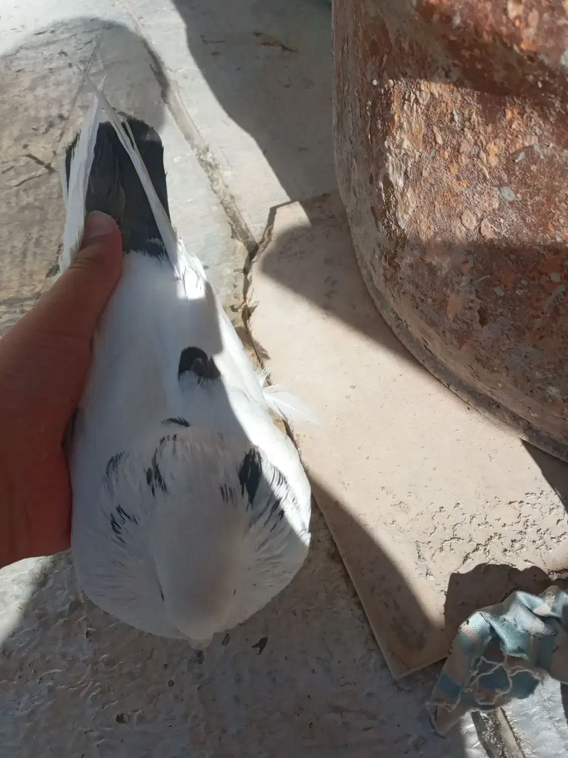 کفتر گمشده|حیوانات|ساوه, |دیوار