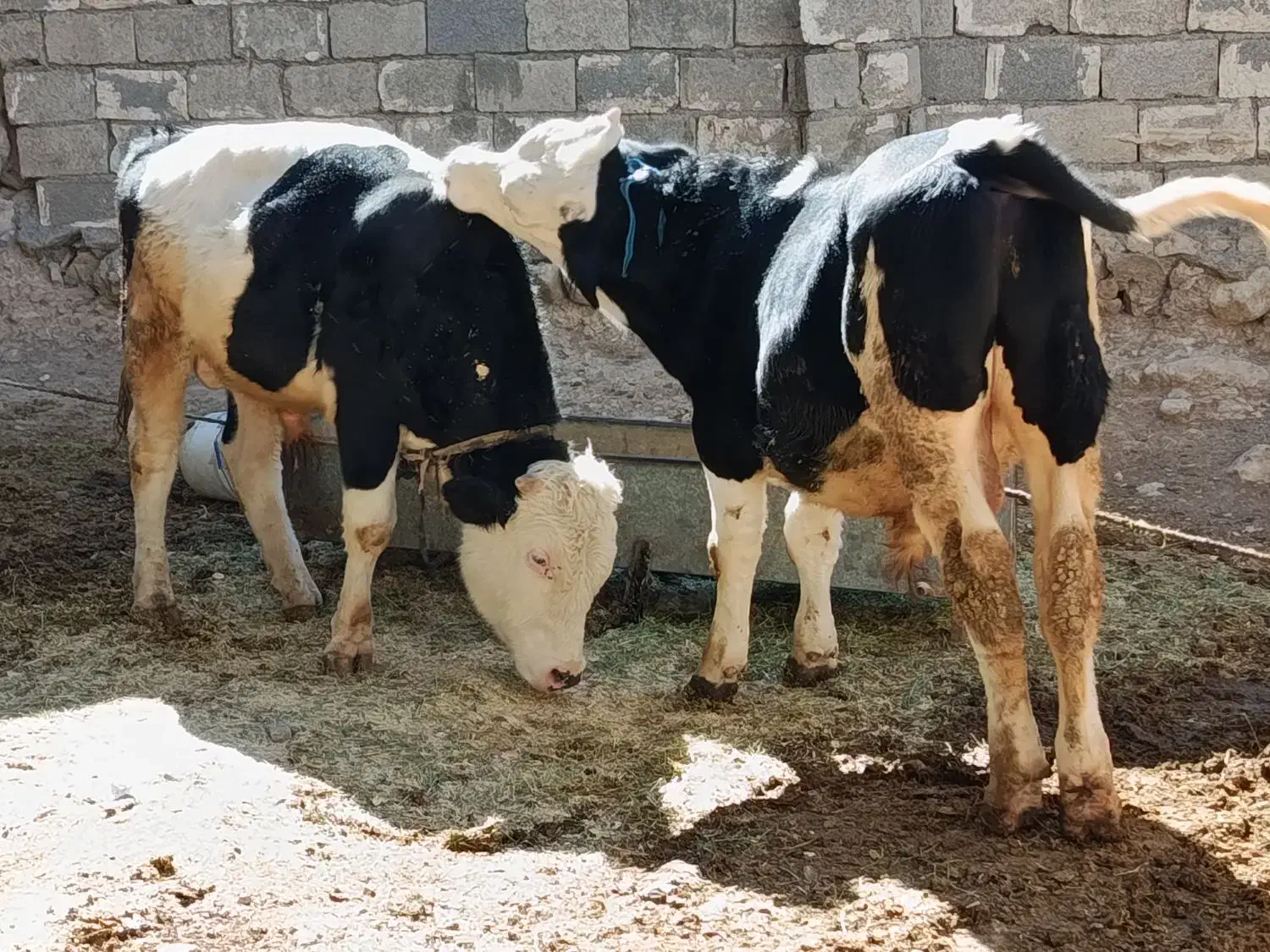 فروش سه راس گوساله نر سیمینتال اصل جنس پرواربندی|حیوانات مزرعه|سیوان, |دیوار