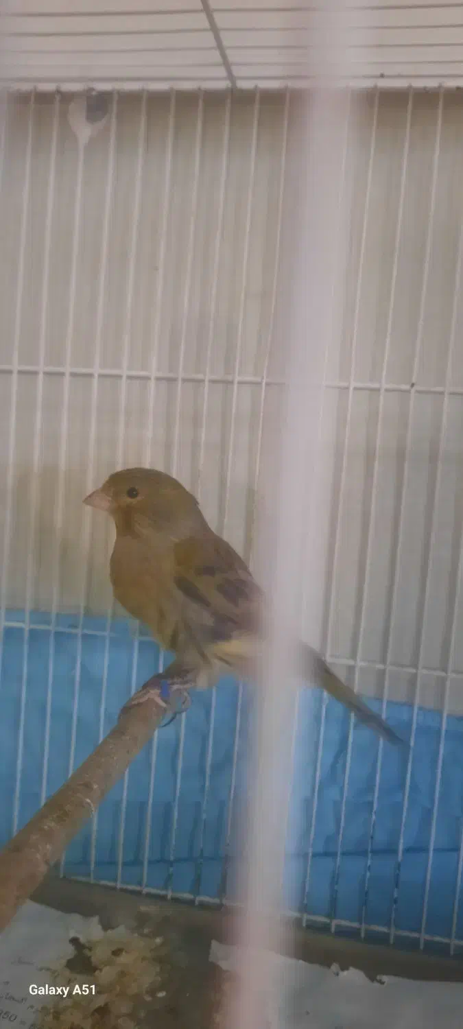 قناری نر زیتونی|پرنده|مشهد, حسینآباد|دیوار