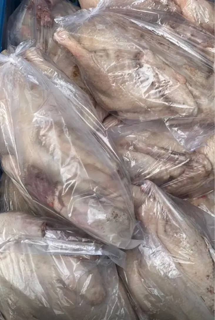 فروش مرغ وخروس وبوقلمون واردک محلی|حیوانات مزرعه|تنکابن, |دیوار