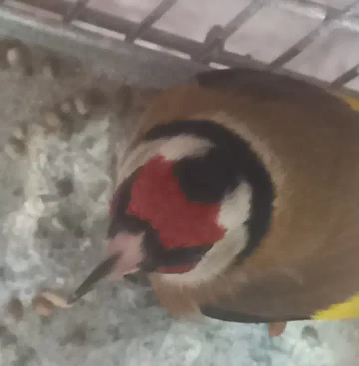 سهره رسمی خفن|پرنده|شاهرود, |دیوار