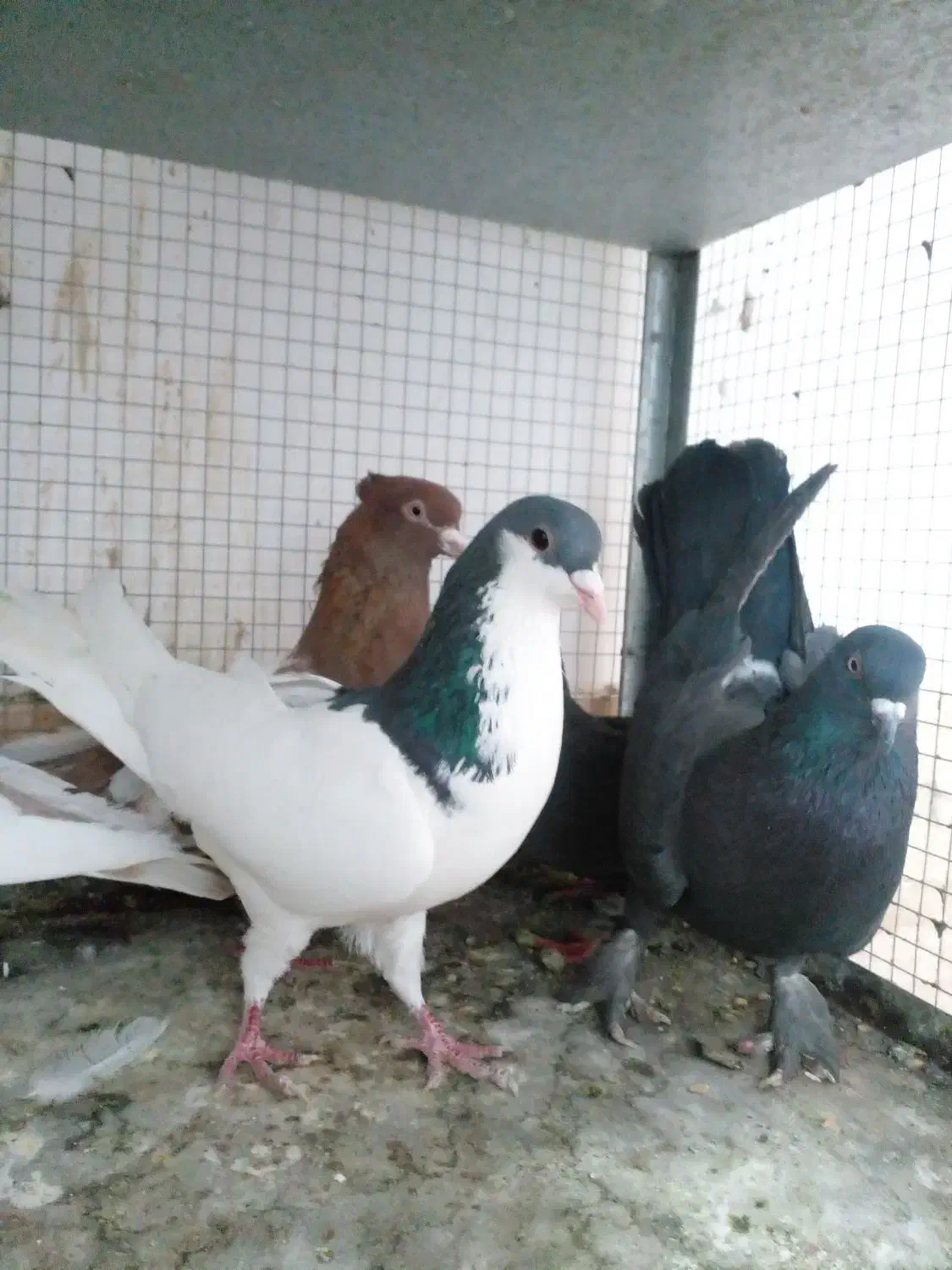 کفتر بهبهونی|پرنده|شیراز, گویم|دیوار