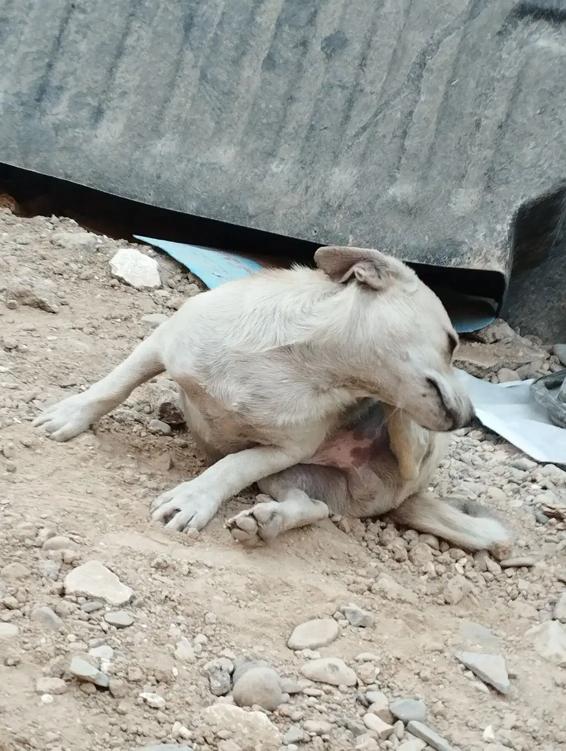 سگ پا کوتاه نژاد دار|سگ|ورامین, ورامین|دیوار