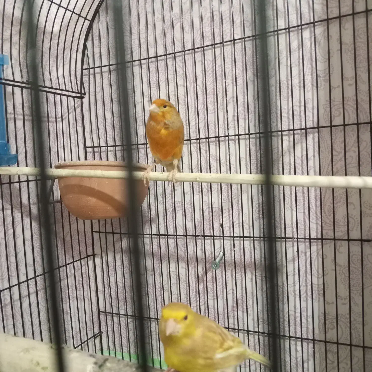 جفت قناری ودوتا جوجه سفید|پرنده|هشتگرد, فاز ۳ مهستان|دیوار