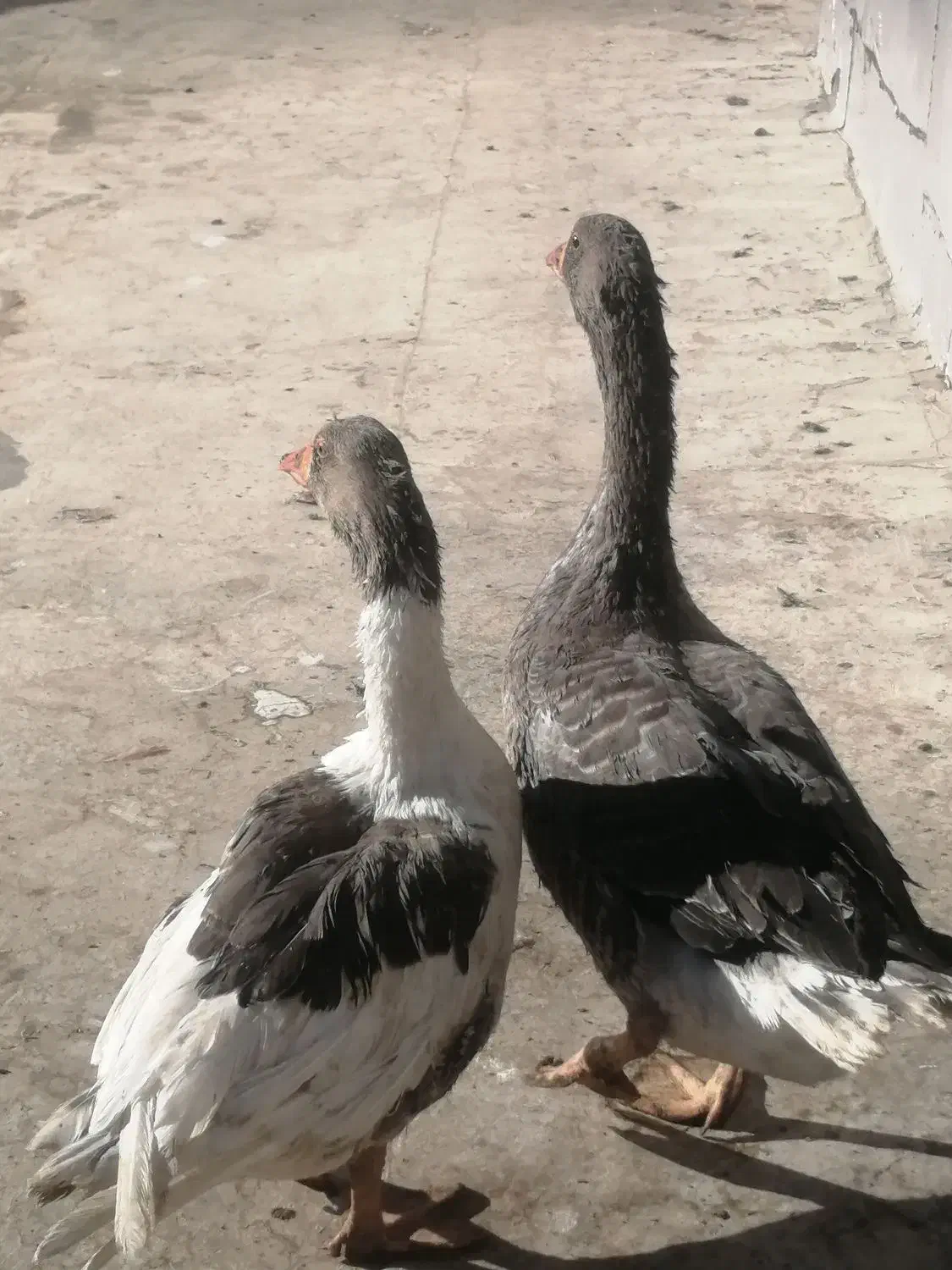 غاز|حیوانات مزرعه|باغ بهادران, |دیوار