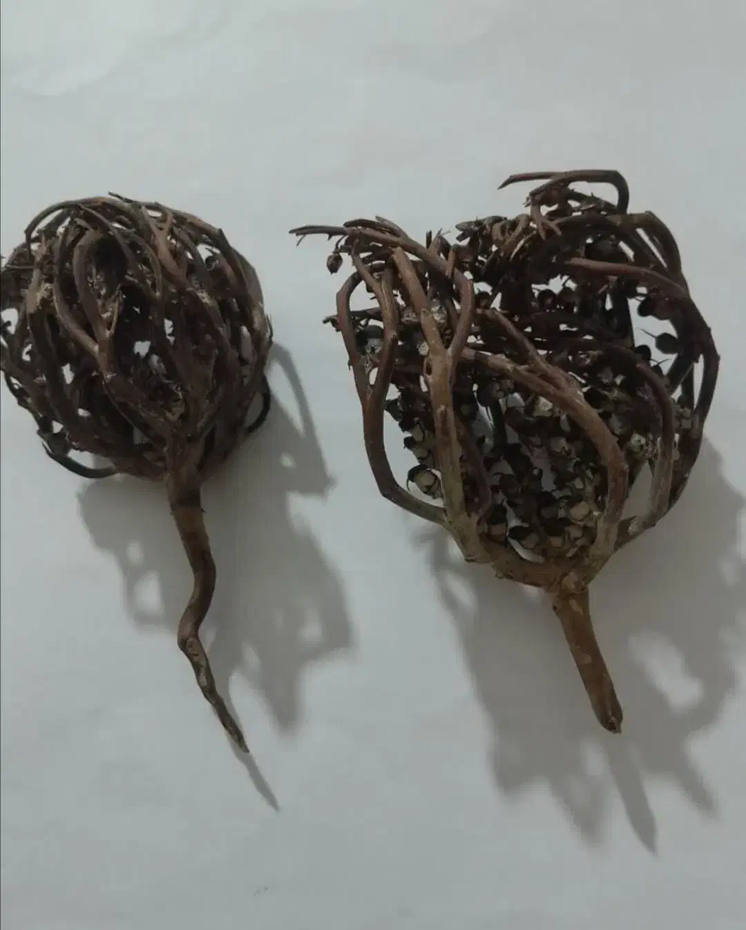 درختچه سیاه|کلکسیون اشیاء عتیقه|ساری, |دیوار