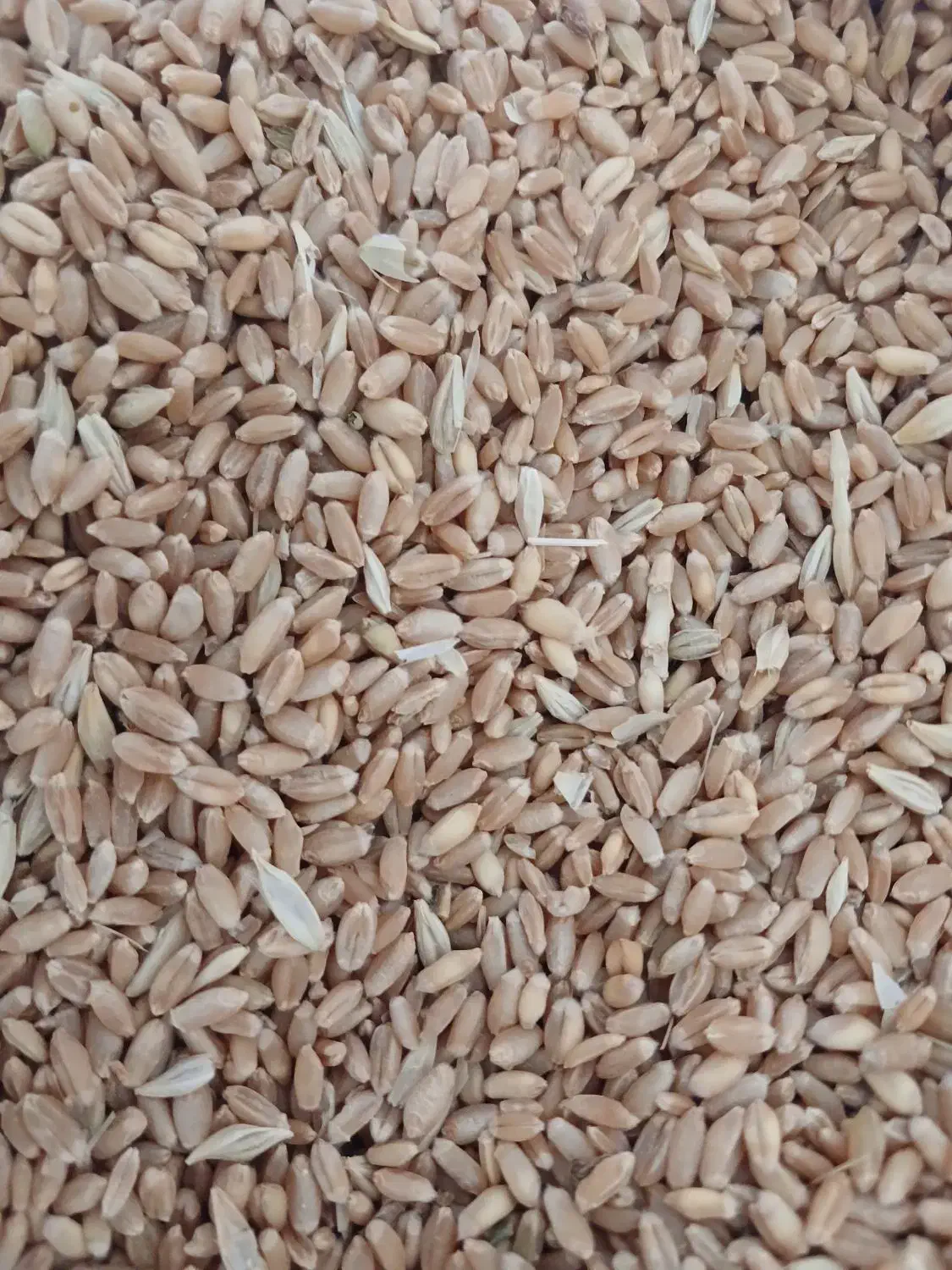 جو و گندم، برای کشاورزان و دامداران عزیز|لوازم جانبی حیوانات|قزوین, |دیوار