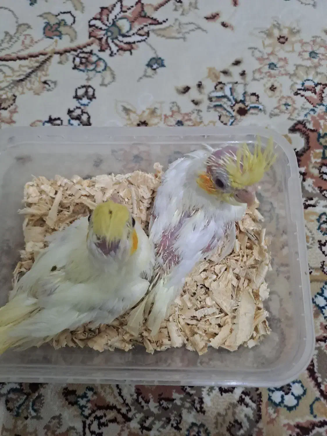 جوجه عروس هلندی|پرنده|تهران, طیب|دیوار