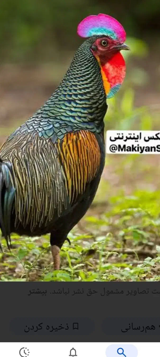 مرغ وخروس زینتی|حیوانات مزرعه|نیشابور, دارایی|دیوار