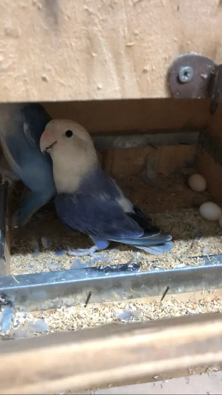 برزیلی ماده تک و جفت مولد|پرنده|یزد, |دیوار