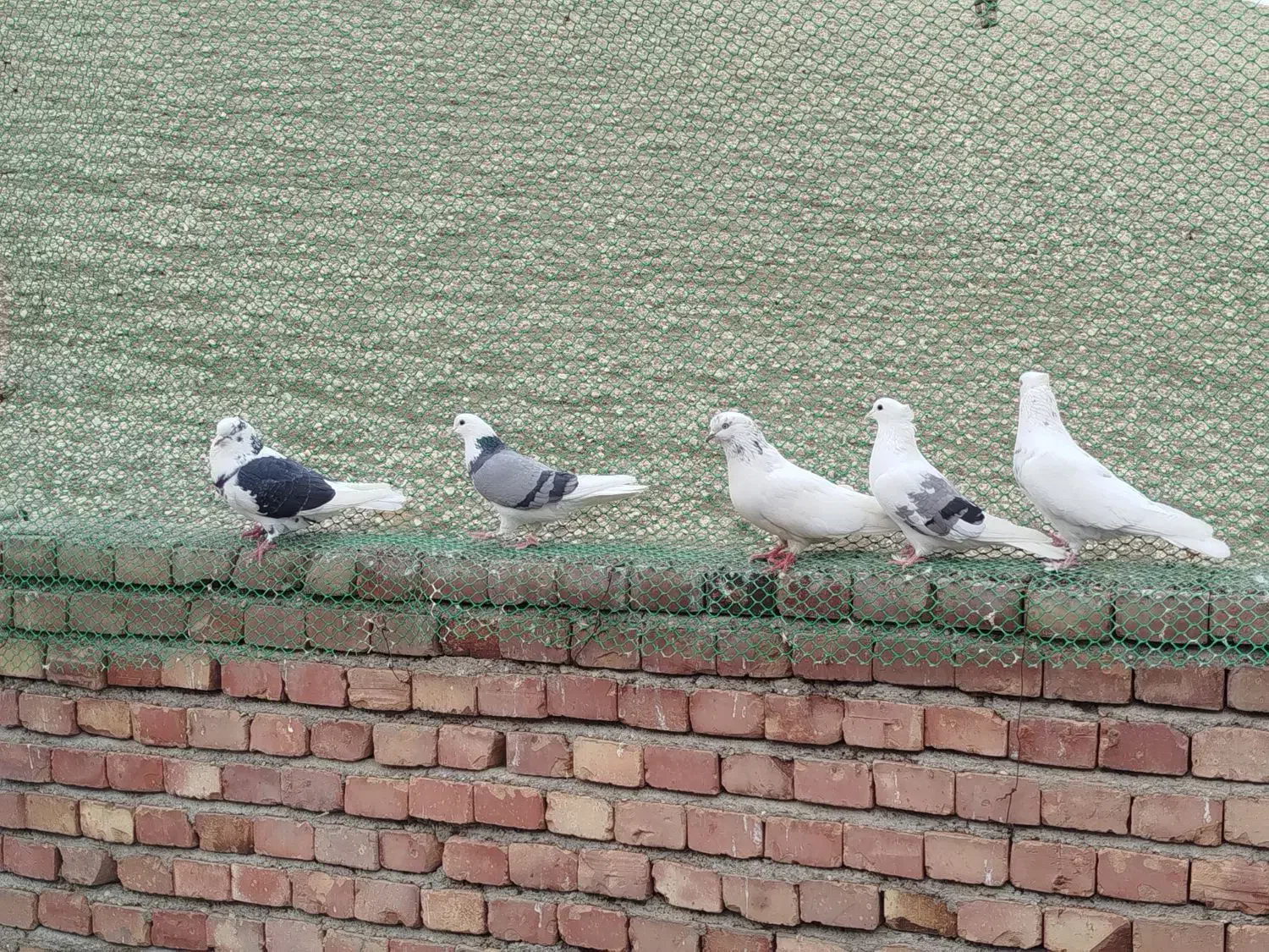 کبوتر|پرنده|ماکو, |دیوار