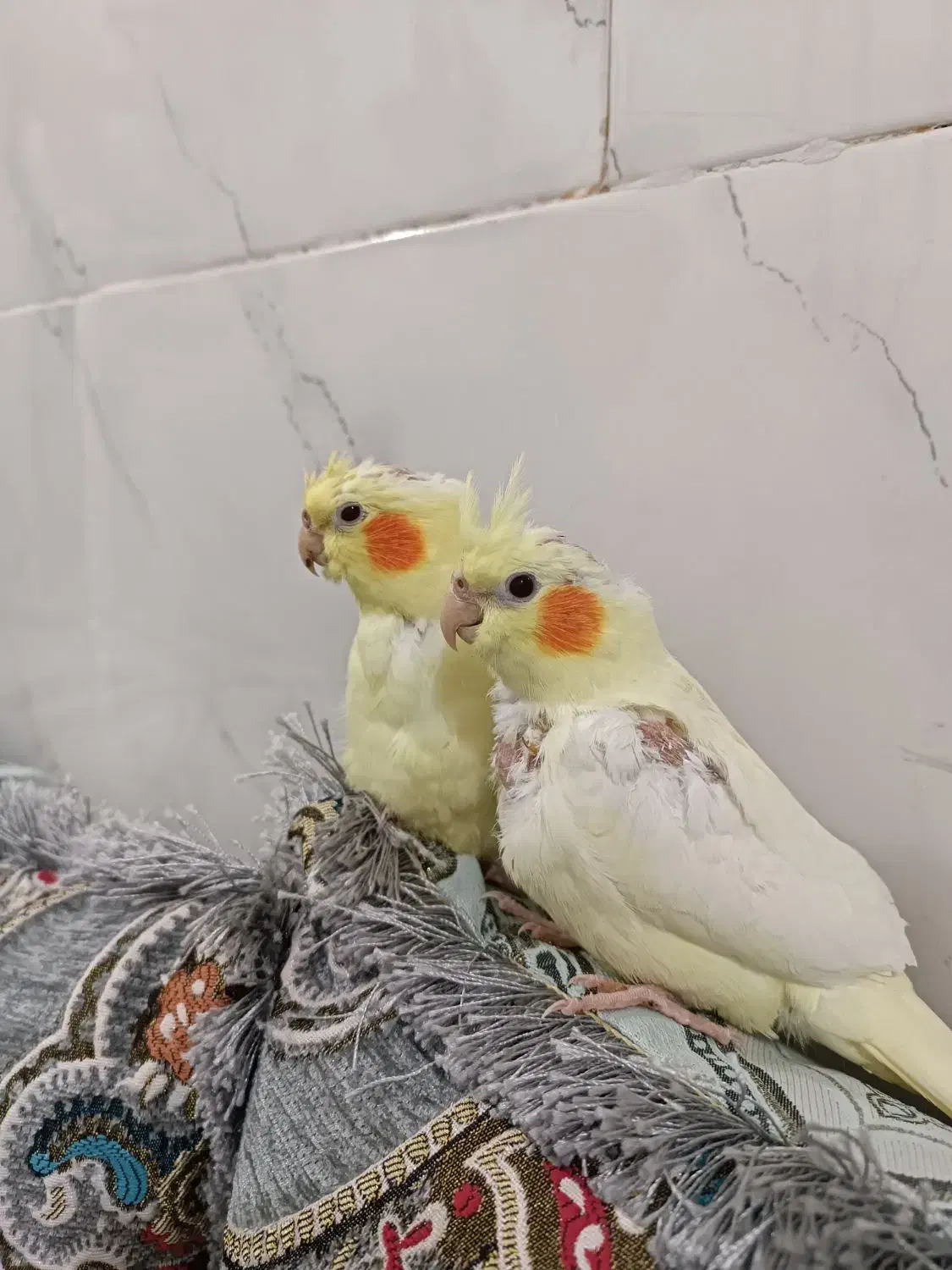 جوجه عروس هلندی|پرنده|بندرعباس, |دیوار