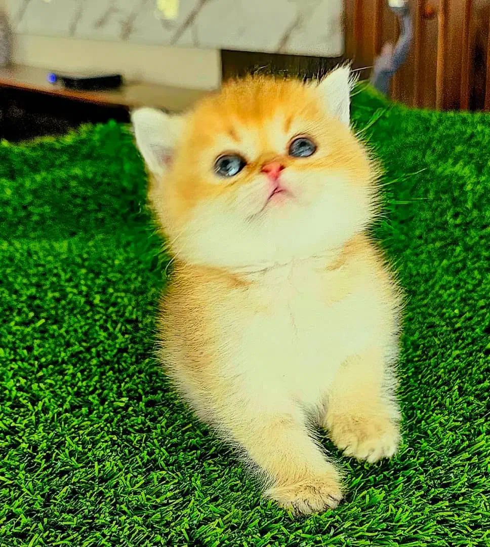 فروشگاه گربهها ( پرشین / بریتیش / اسکاتیش )|گربه|اصفهان, جلفا|دیوار