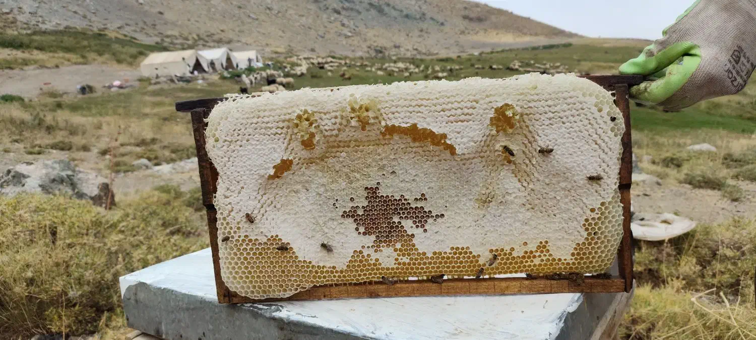 عسل کوهستانی ییلاقات دره بنار مرگور|خوردنی و آشامیدنی|سیلوانه, |دیوار