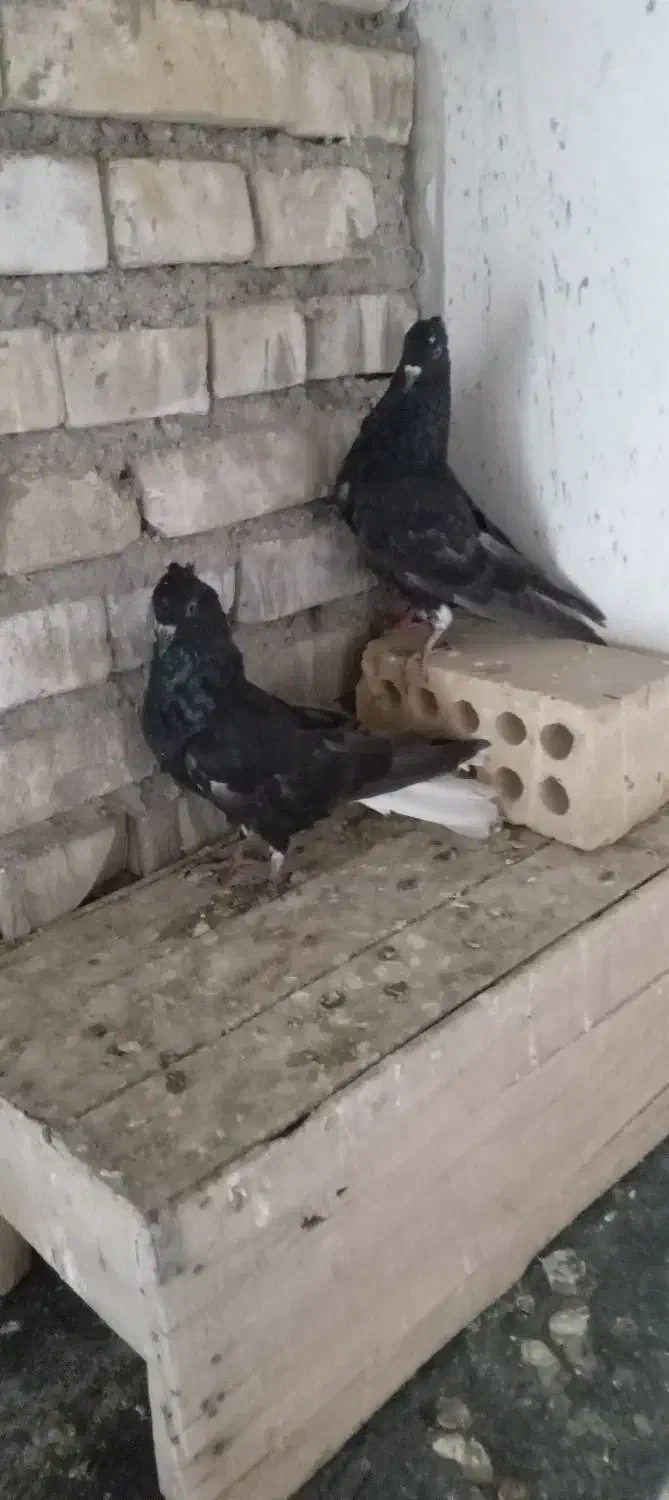 کبوتر پرنده|پرنده|حمیدیه, |دیوار