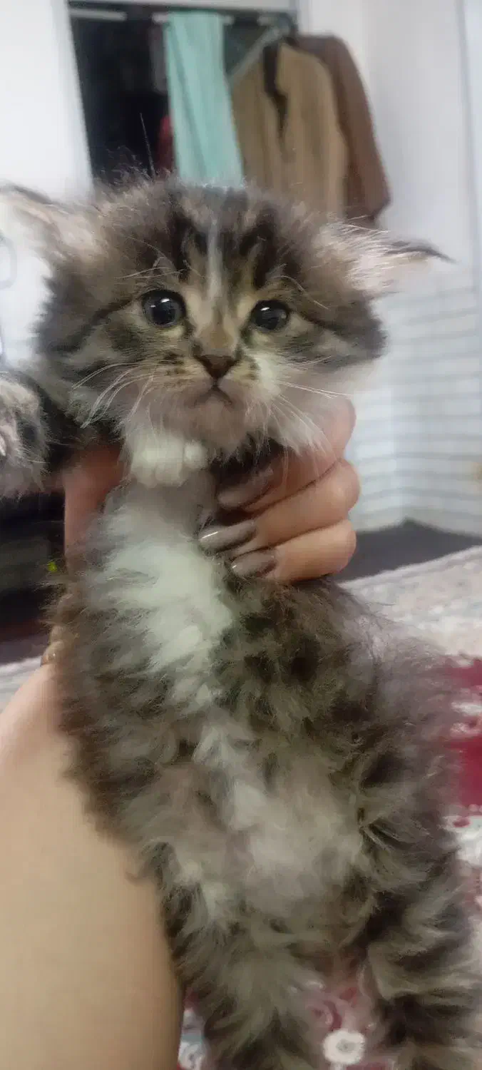 واگذاری بچه گربه پرشین|گربه|زرند, |دیوار