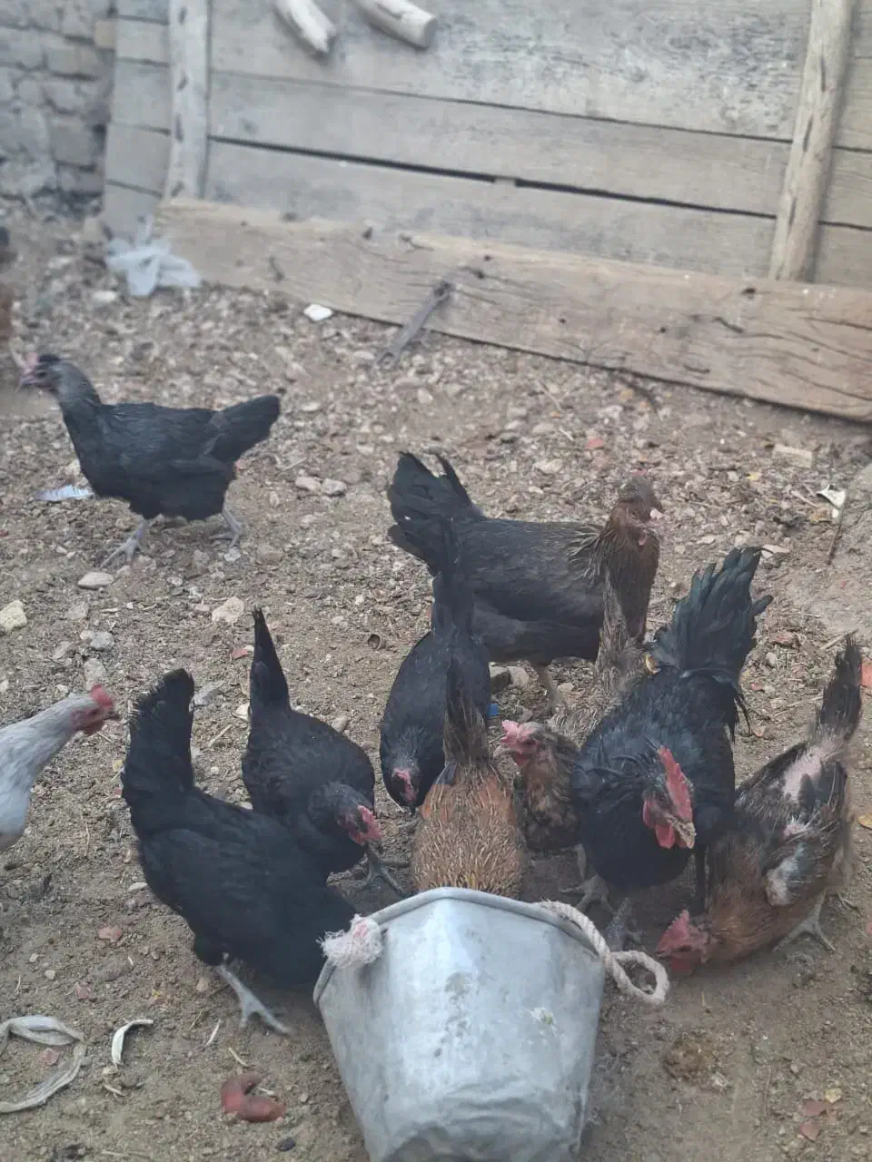 ده‌عددمرغ‌جوان‌تخم‌گذار|حیوانات مزرعه|رونیز, |دیوار