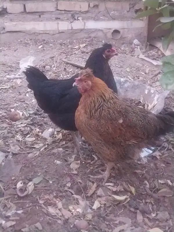 فروش چهار عدد مرغ رسمی تخم گذار|حیوانات مزرعه|یزد, |دیوار