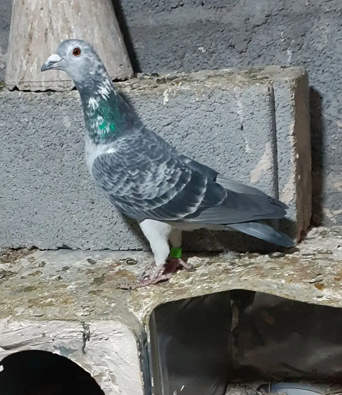 پلاکی|پرنده|مراغه, |دیوار