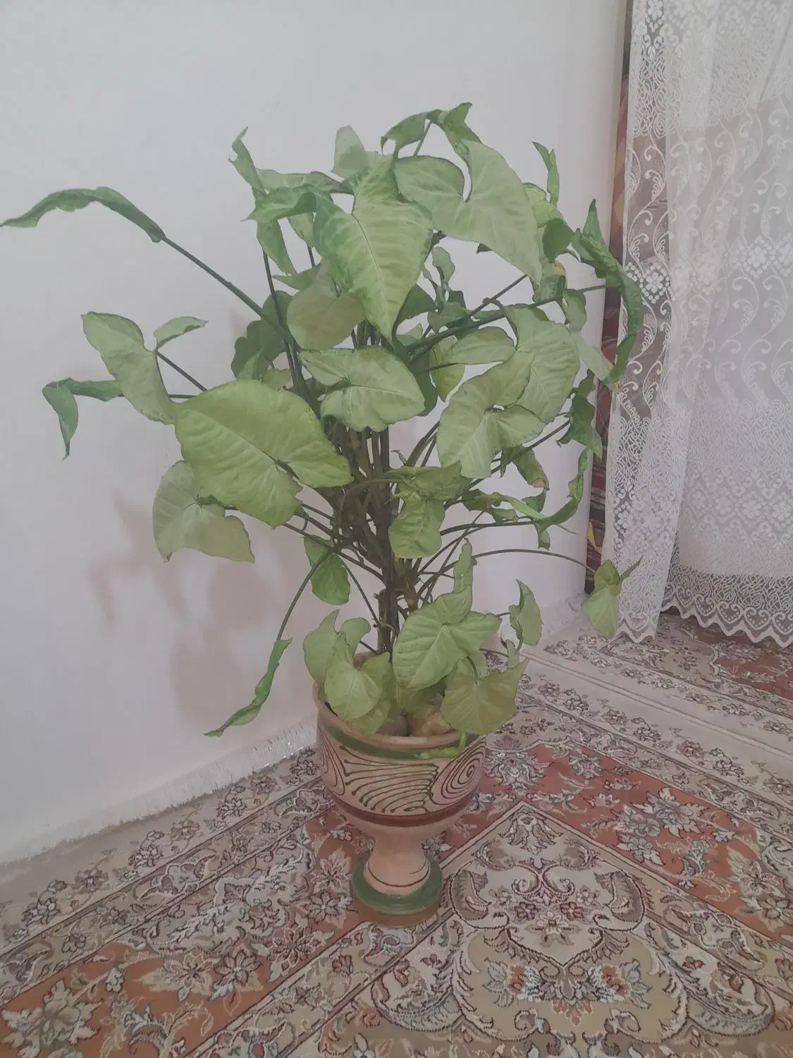 تعدادی گل|گل و گیاه طبیعی|شهرکرد, |دیوار