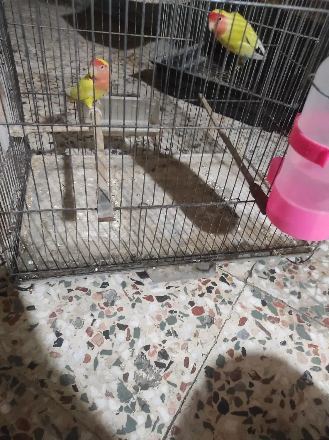 عروس وطوطی شوش دانیال|پرنده|شوش, |دیوار