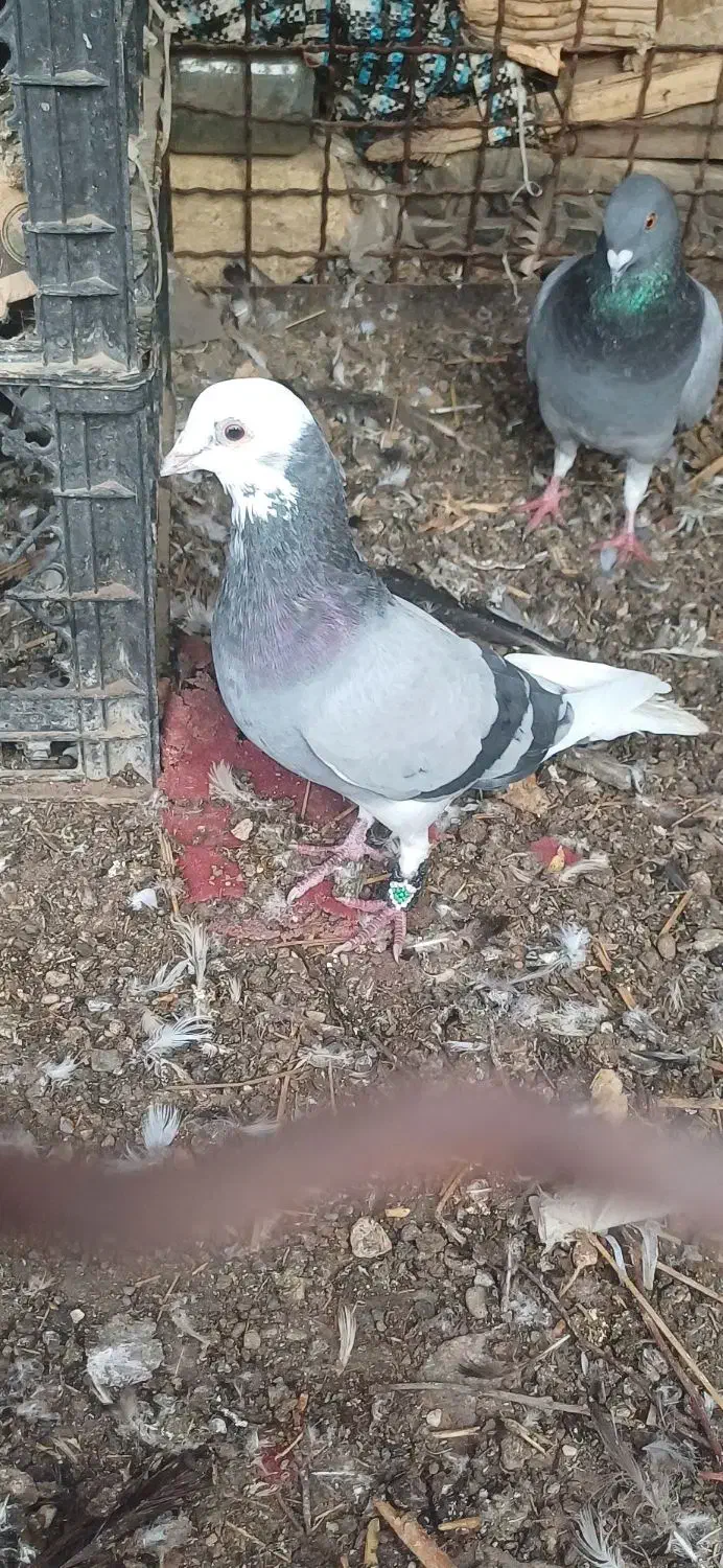 سبز شازده نر|پرنده|جیرفت, |دیوار