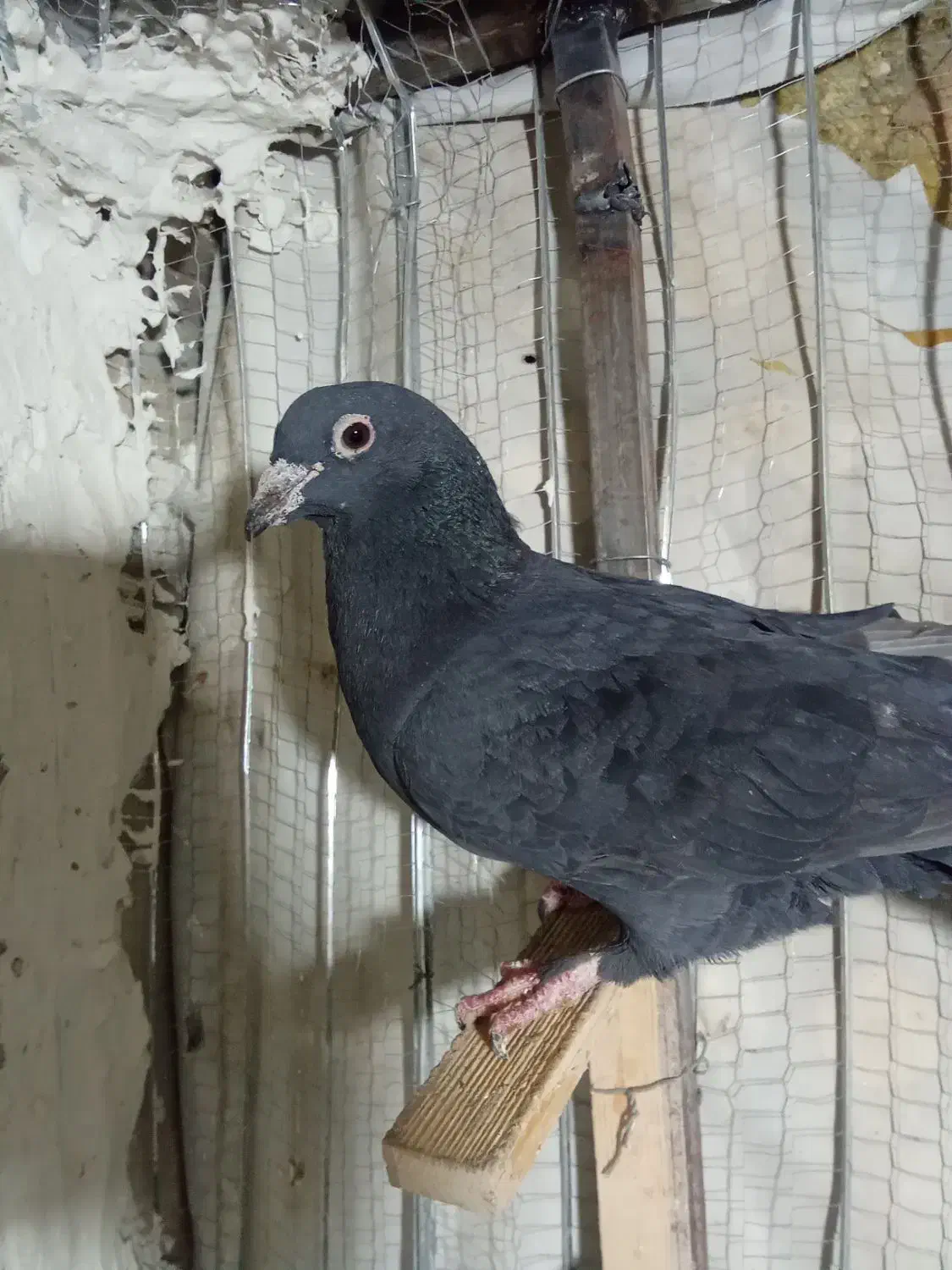 نر زاغ کرمانی|پرنده|گلبهار, شهر جدید گلبهار|دیوار