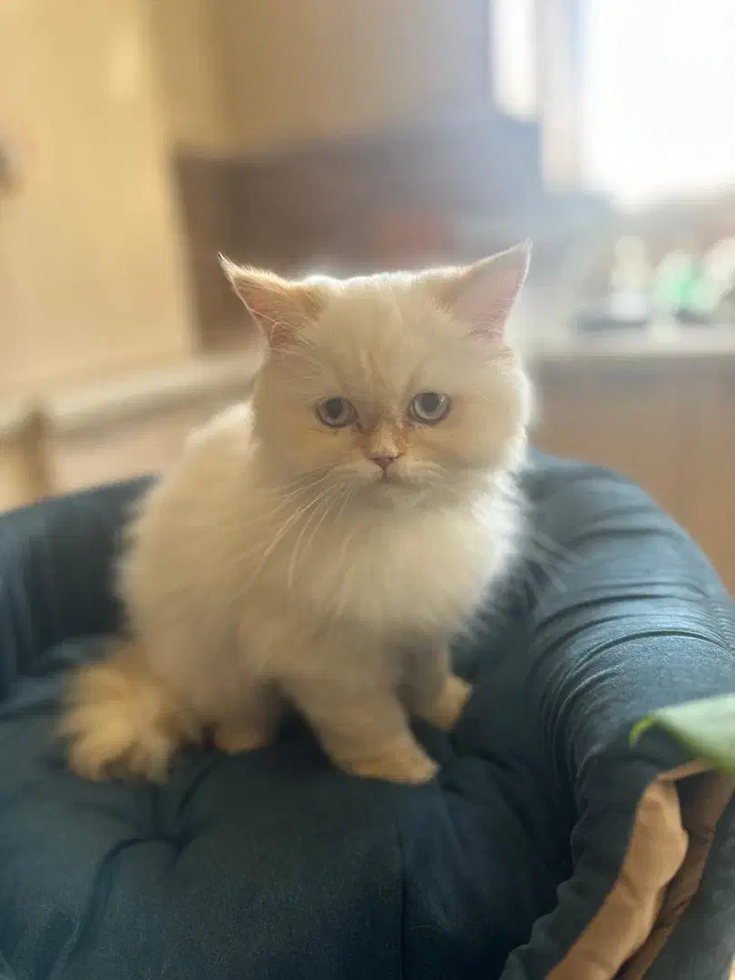 گربه هیمالین اصیل|گربه|کرمان, |دیوار