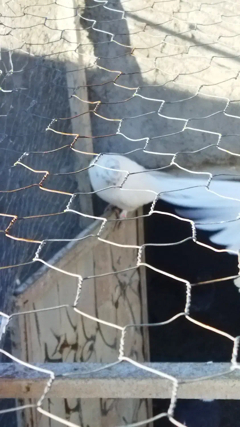 کبوتر|پرنده|ایلخچی, |دیوار