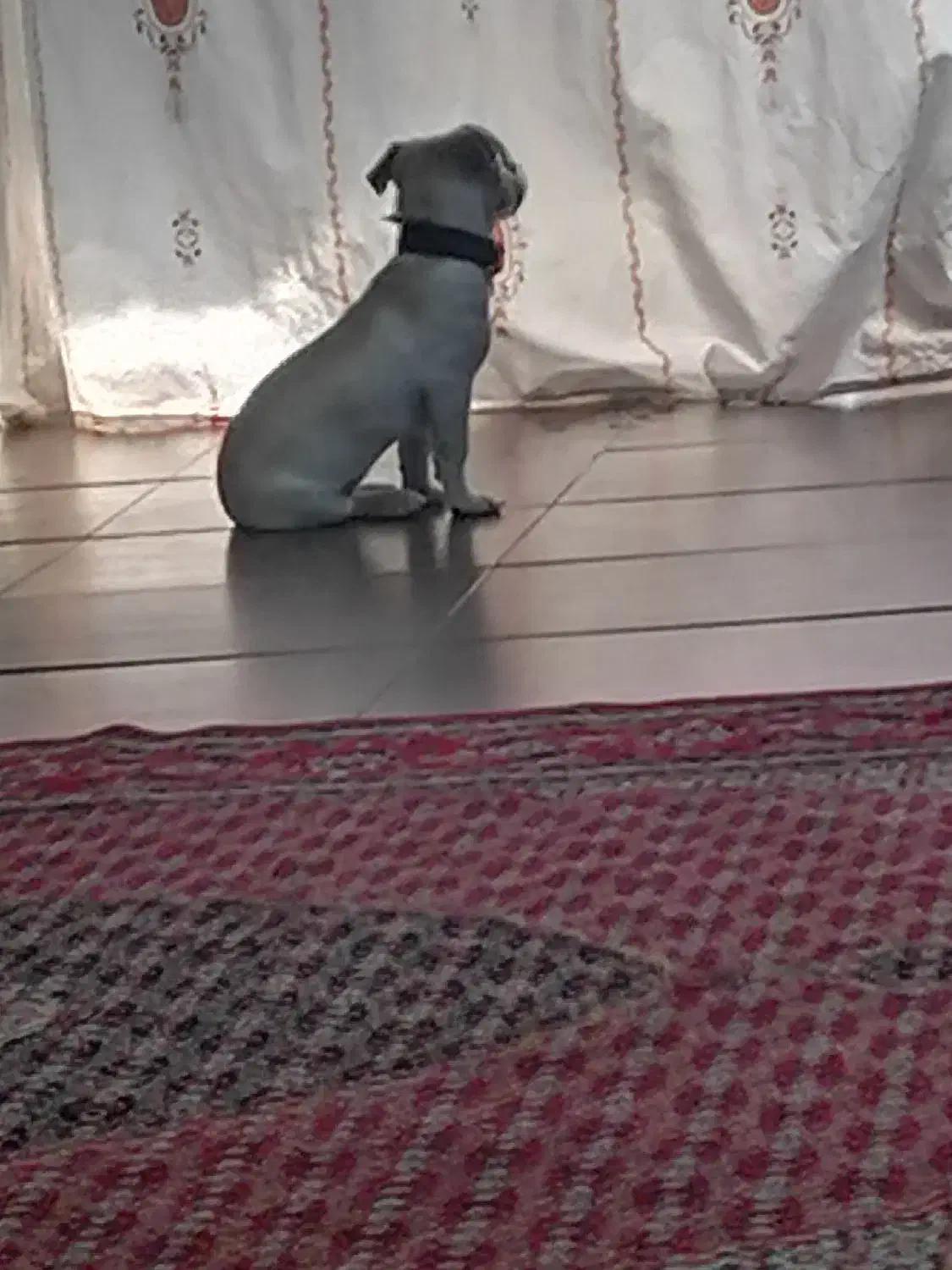 سگ گمشده|سگ|کرج, سیاه کلان|دیوار