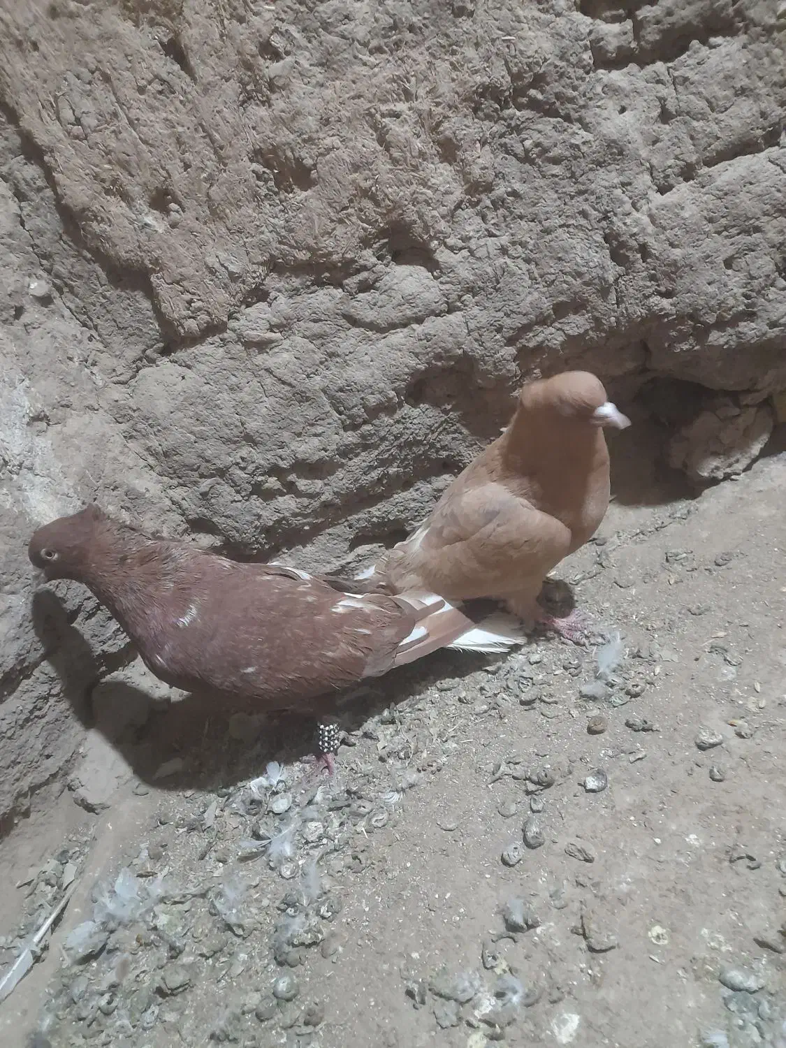 کبوتر|پرنده|طاغنکوه, |دیوار