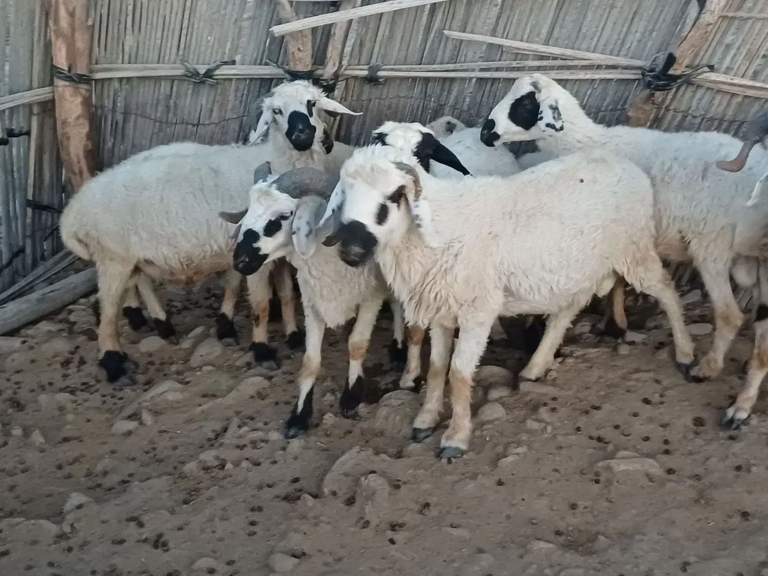 قوچ|حیوانات مزرعه|میناب, |دیوار