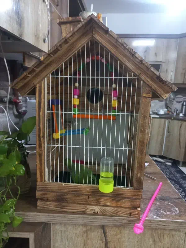 طوطی برزیلی|پرنده|مشهد, هنرور|دیوار