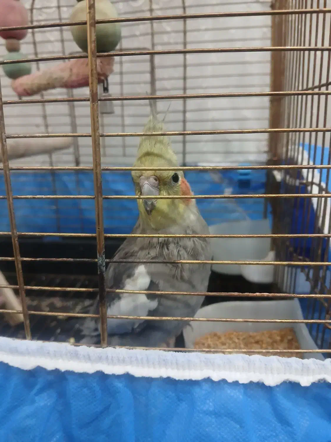 عروس هلندی دستی سخنگو|پرنده|ابهر, |دیوار