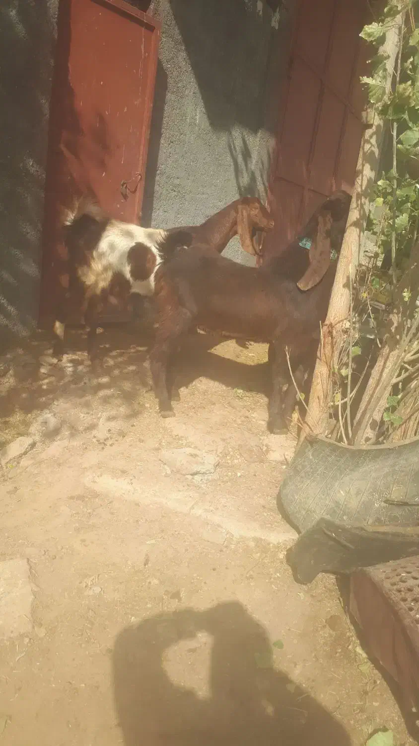 دوعدد بز پاکستانی نرو ماده|حیوانات مزرعه|دهگلان, |دیوار