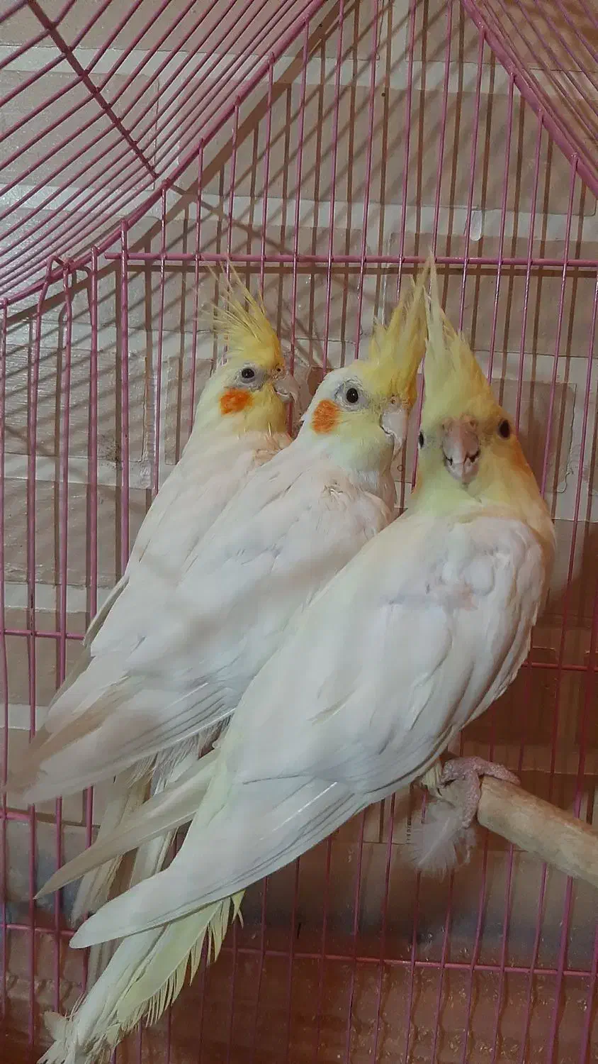 پرنده طوطی عروس هلندی|پرنده|قزوین, |دیوار