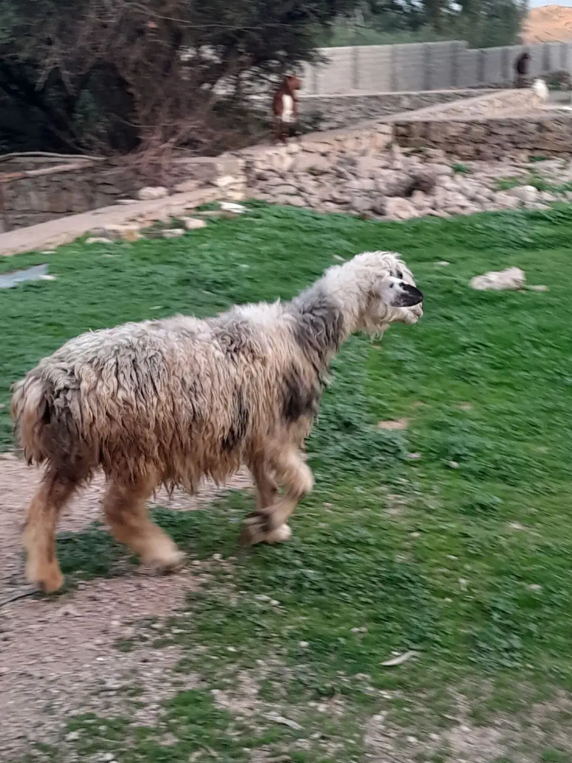 میش|حیوانات مزرعه|مسجد سلیمان, |دیوار