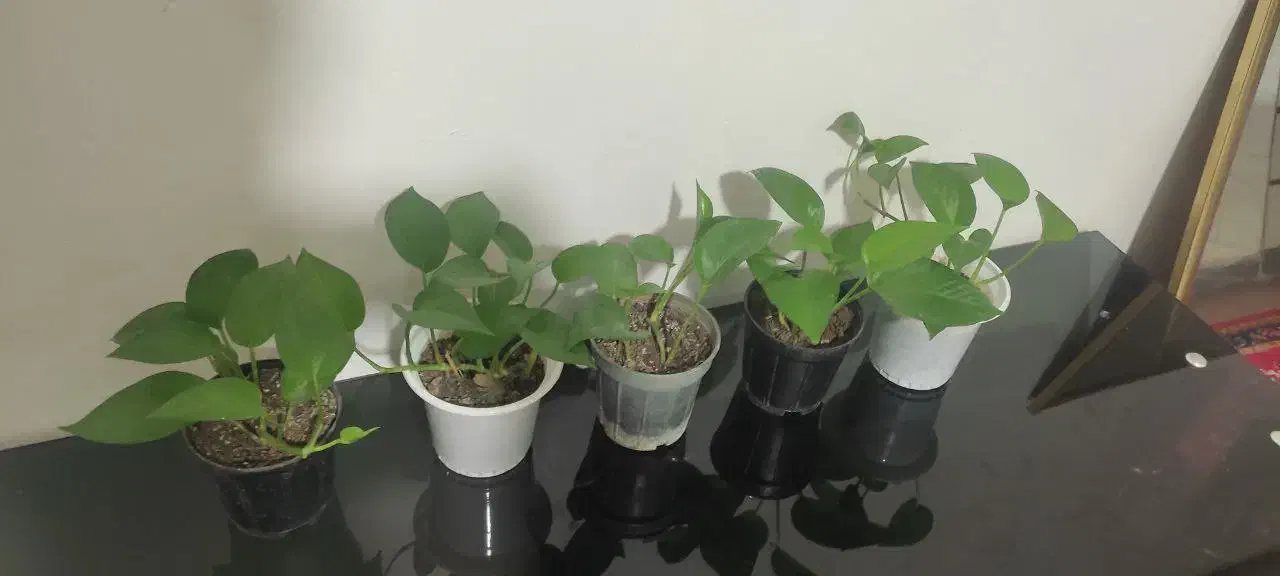 گل طبیعی|گل و گیاه طبیعی|کرمانشاه, |دیوار