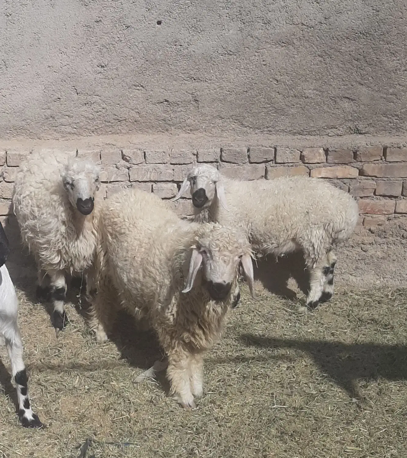 بره نر وطنی|حیوانات مزرعه|کرباسک, |دیوار