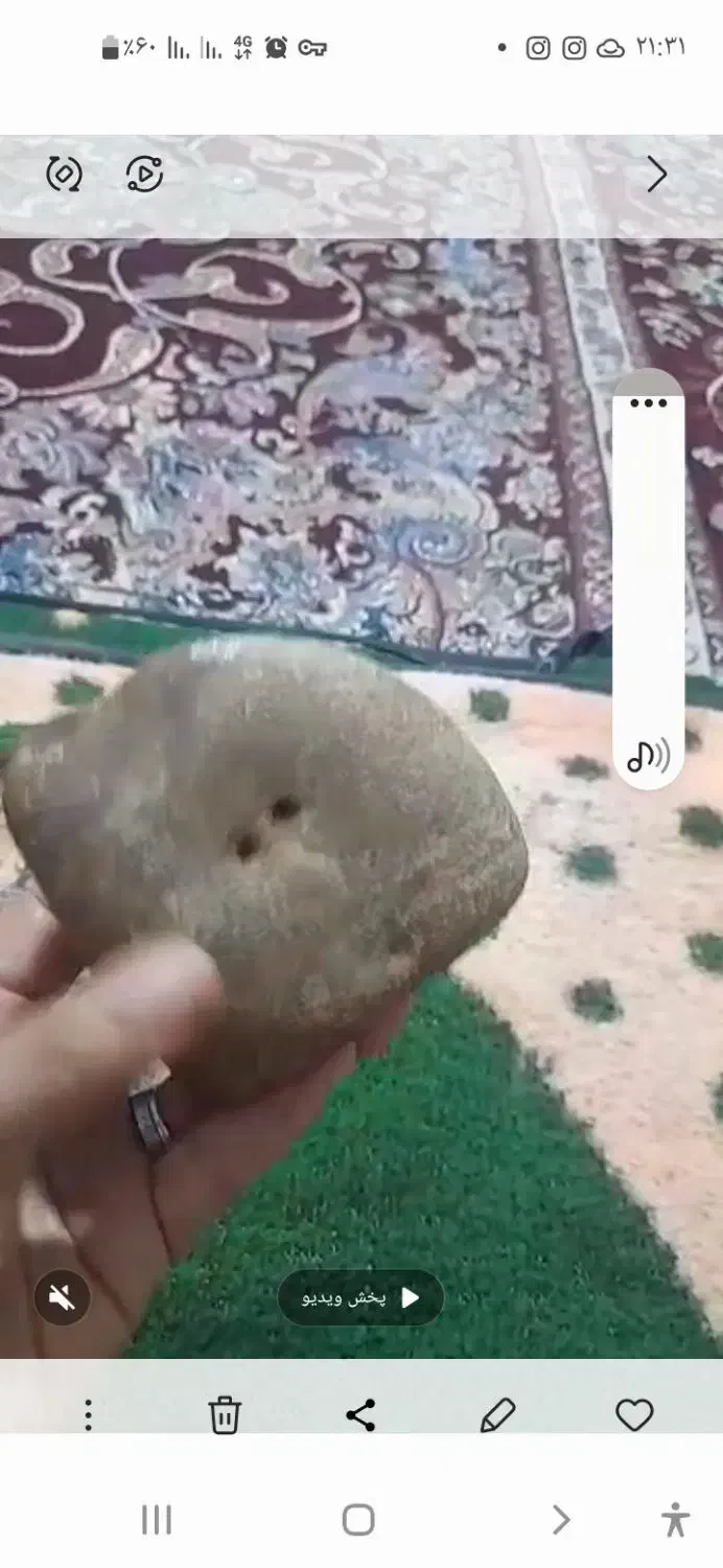 فسیل وسنگ|کلکسیون اشیاء عتیقه|گرگان, |دیوار