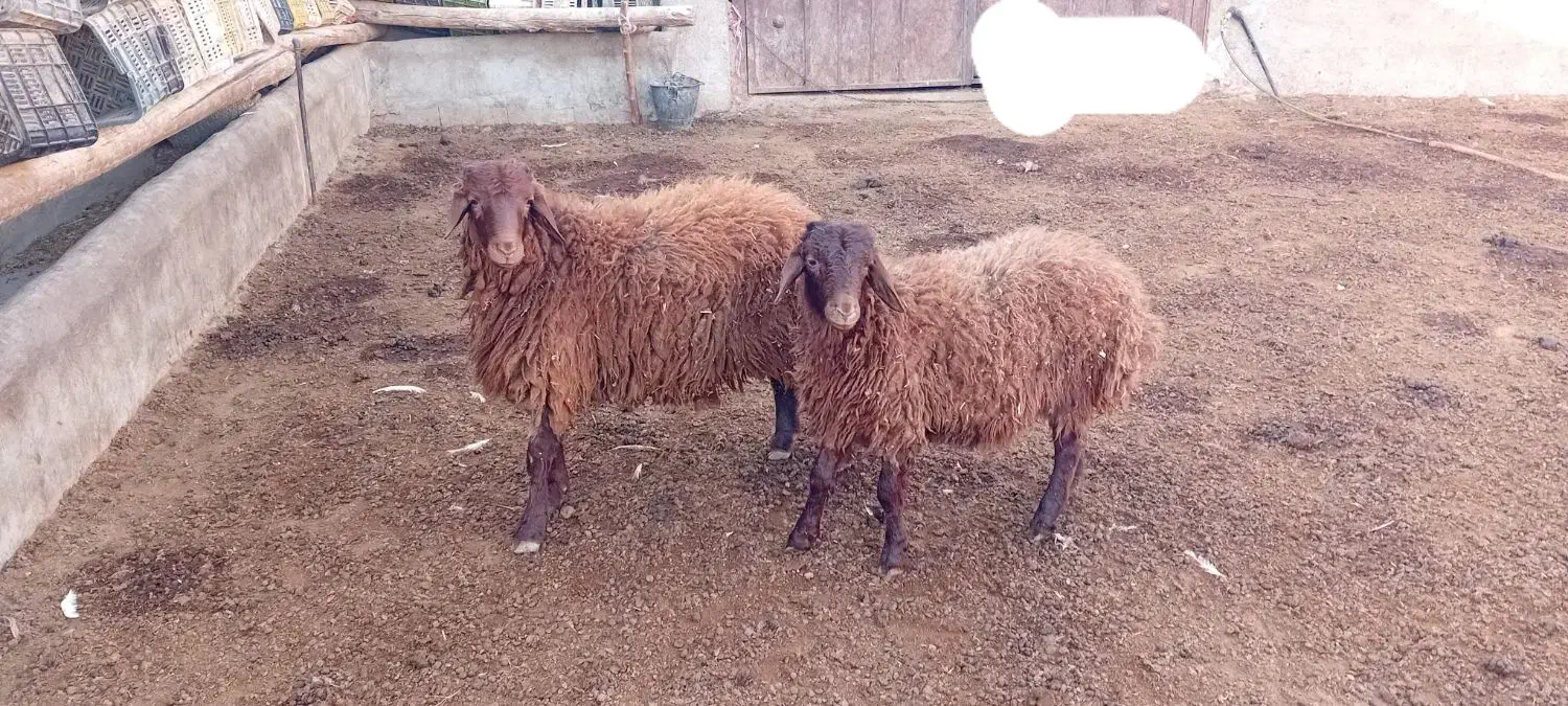 نژاد همو و هترو|حیوانات مزرعه|مشهد, میان ولایت|دیوار