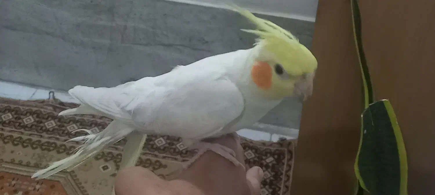 دو عروس هلندی دستی|پرنده|قدس, شهرقدس|دیوار