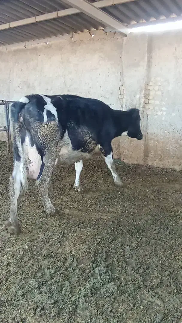 گاو حذفی|حیوانات مزرعه|جوادآباد, |دیوار