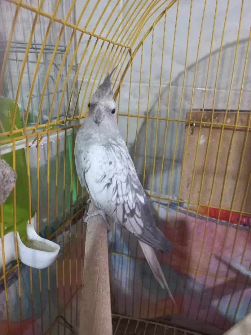 عروس هلندی ماده ایزابلا|پرنده|شیراز, شهرک مطهری|دیوار