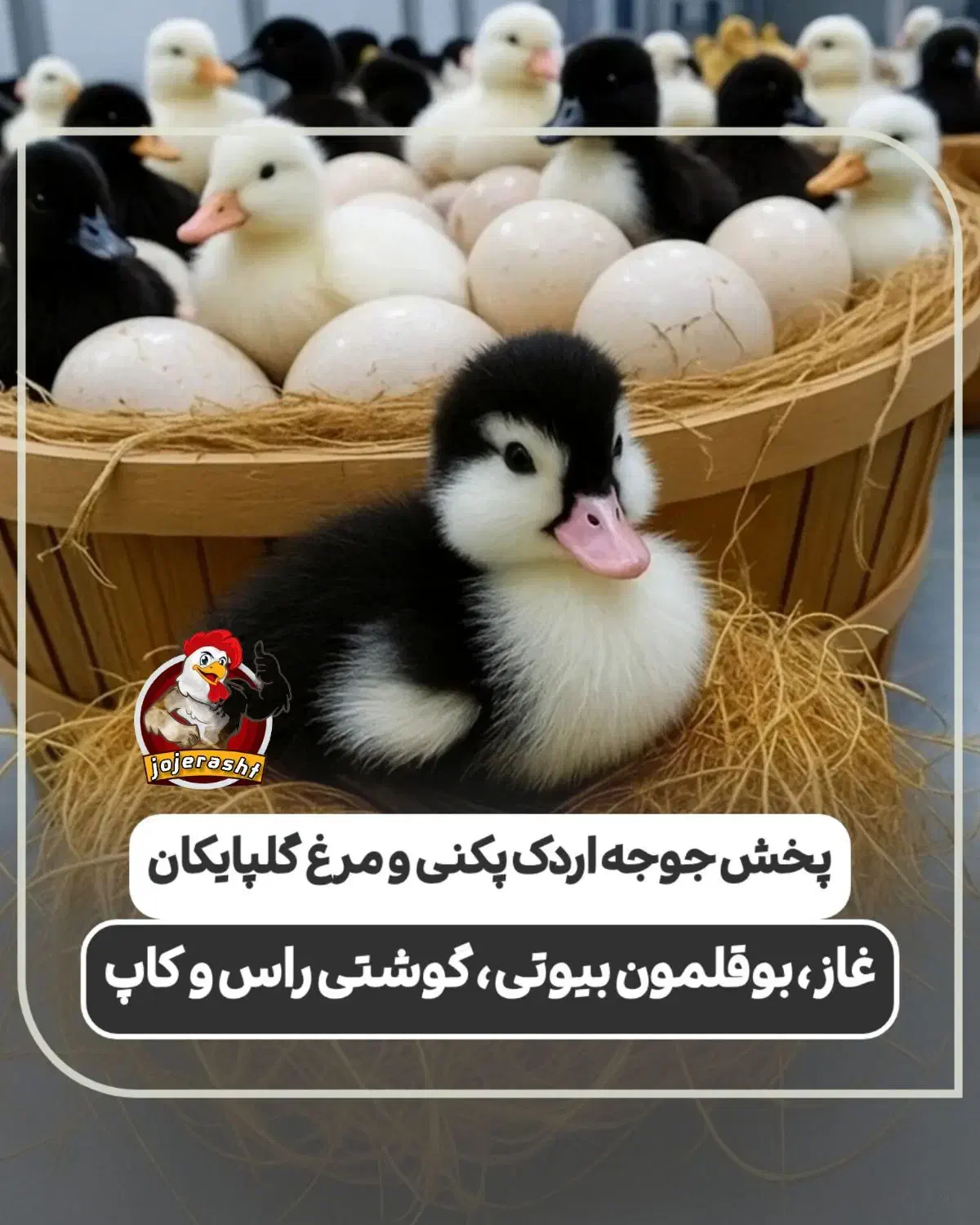 نماینده ورامین در گیلان ، جوجه گلپایگان ،اردک پکنی|حیوانات مزرعه|رشت, گلباغ نماز|دیوار