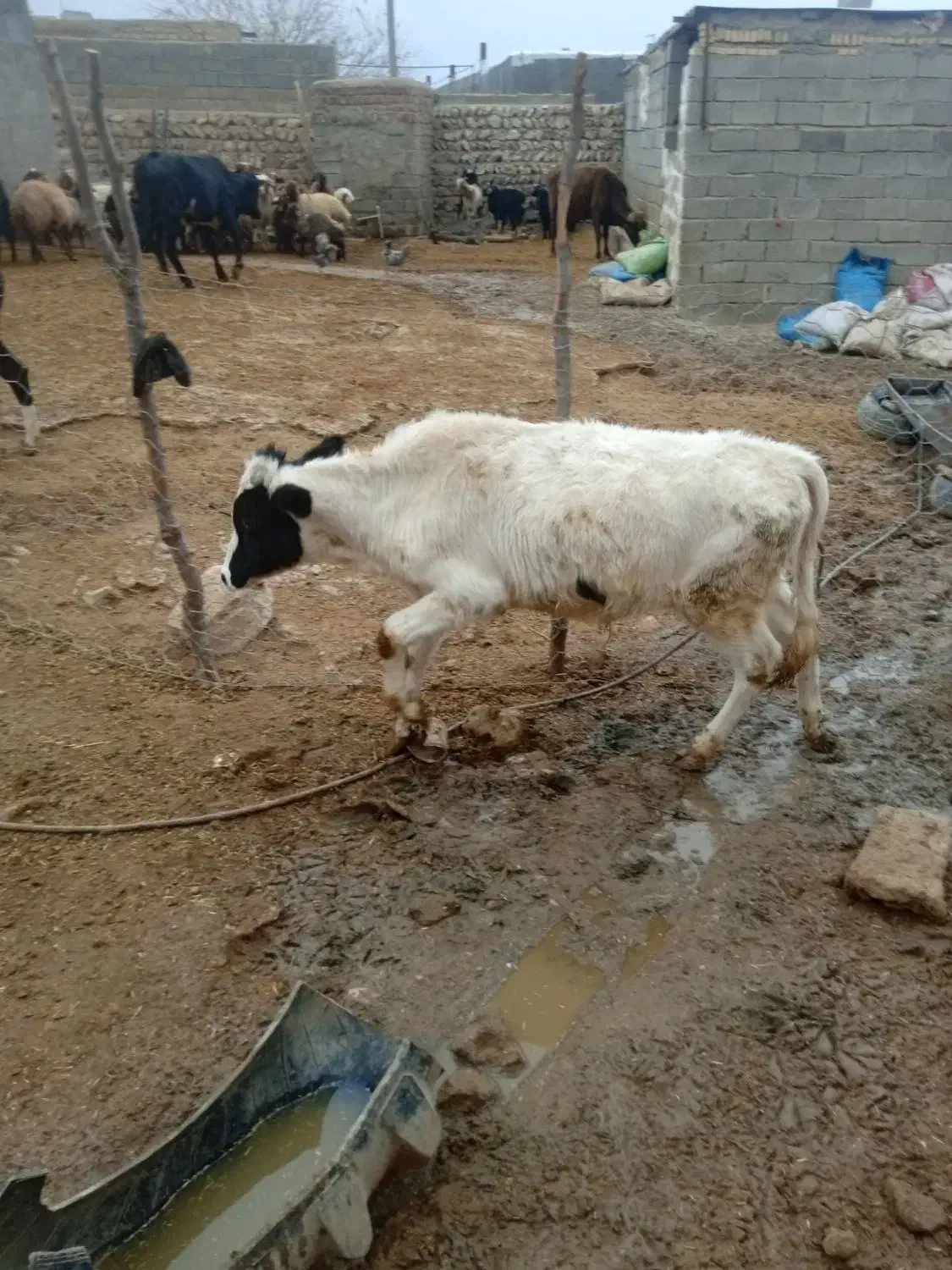 دوراس گوساله نر|حیوانات مزرعه|کوهدشت, |دیوار