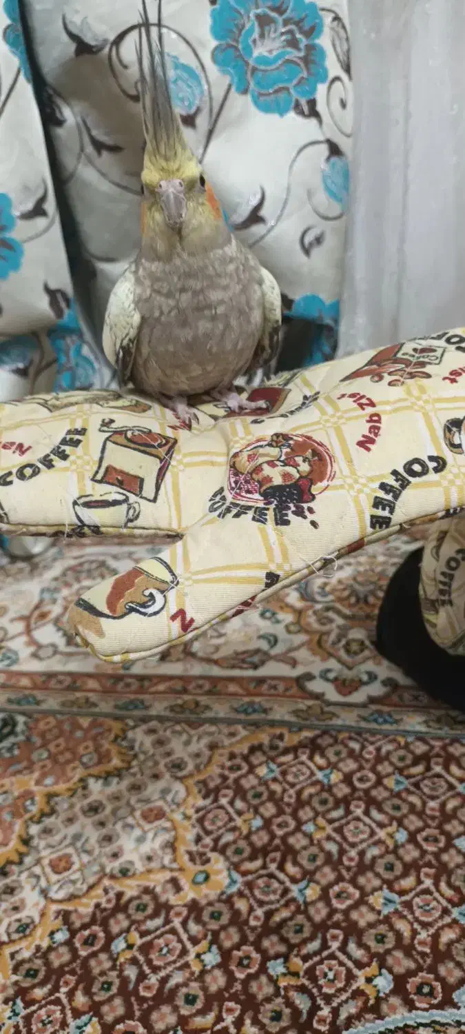 یک عدد عروس هلندی مرواریدی نر|پرنده|اردبیل, |دیوار