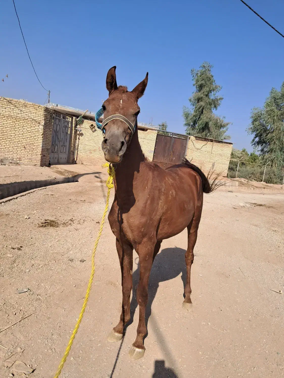 شوشتر شعبیه|اسب و تجهیزات اسب‌سواری|شوشتر, |دیوار