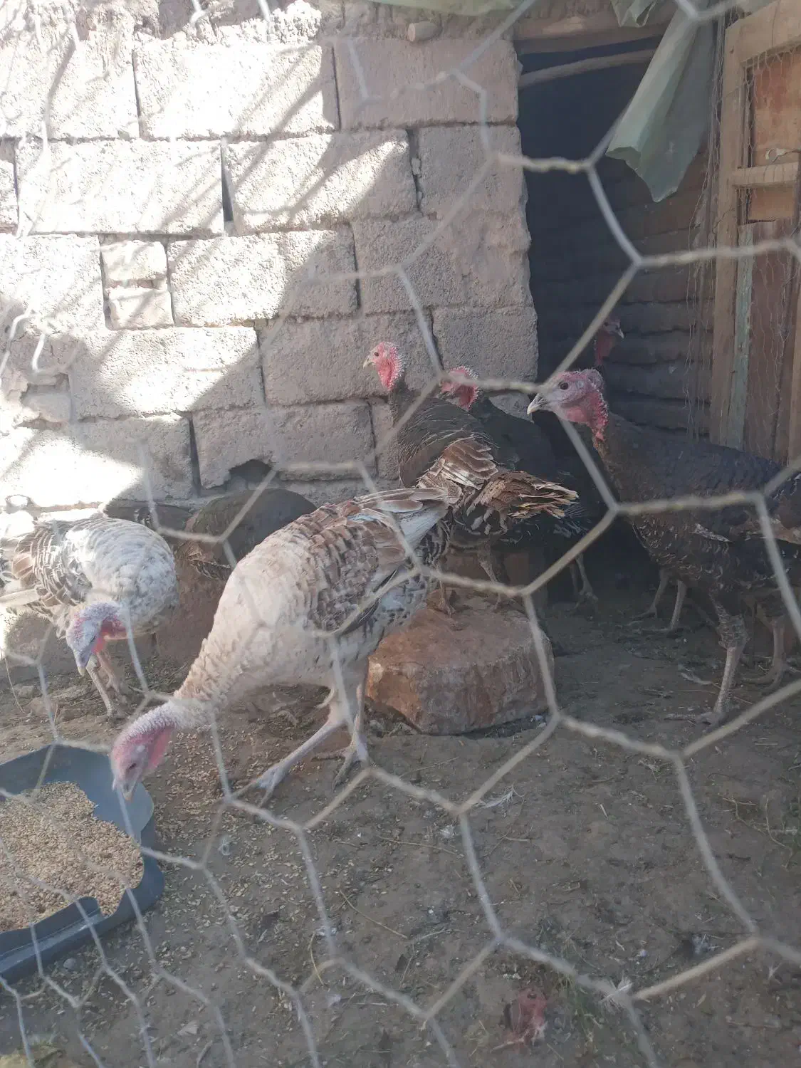 ۱۱عددبوقلمون فروشی|حیوانات مزرعه|راین, |دیوار